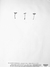 Inocybe geophylla image